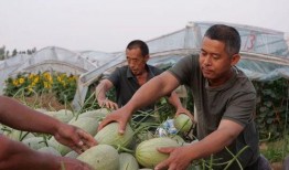 西大村吃瓜,一场别开生面的夏日狂欢