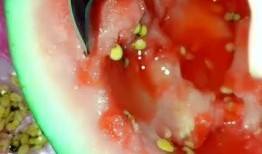 吃瓜没吐籽,揭秘瓜果的秘密世界