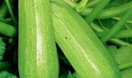 吃瓜881,网络热词背后的故事与影响