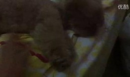 可怕的吃瓜视频,吃瓜视频背后的惊悚真相