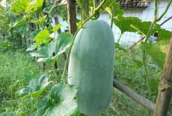 梦丸吃瓜,揭秘娱乐圈幕后故事