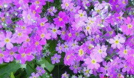 吃瓜樱花草视频,趣味横生的甜蜜瞬间