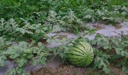 西大村吃瓜,一场别开生面的夏日狂欢