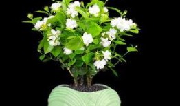 余姚茉莉茉莉吃瓜,茉莉吃瓜背后的故事与启示