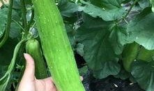 吃瓜群众简单大方,吃瓜群众眼中的简单大方生活