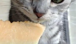 紫色猫咪吃瓜,紫色猫咪的瓜界探险记