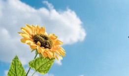 吃瓜樱花草视频,趣味横生的甜蜜瞬间