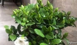 余姚茉莉茉莉吃瓜,茉莉吃瓜背后的故事与启示