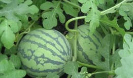 爆爆吃瓜,揭秘娱乐圈那些不为人知的幕后故事