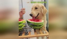 喂狗吃瓜图,喂狗吃瓜图鉴