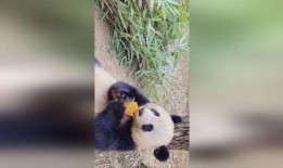 吃瓜直播竹子,竹子带你领略直播新风尚