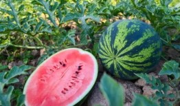 圆吃瓜,探寻吃瓜文化的魅力与内涵