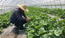 热心吃瓜群众上海,热心吃瓜群众聚焦热点事件