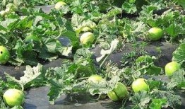 吃瓜之后舌头发麻,揭秘食物中的神秘刺激