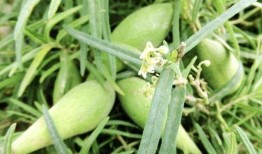 野生羊奶瓜怎么吃,野生羊奶瓜的多样食法探索