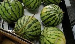 学校吃瓜平台,揭秘学校吃瓜平台的幕后故事