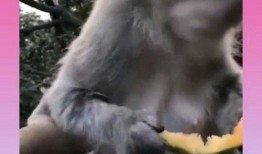 吃瓜小号无猴子版,网络舆论背后的真相与反思