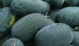 圆瓜的籽可以吃吗有毒吗,可食用但需注意