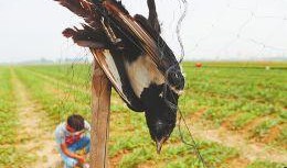 如何对付喜鹊吃瓜,应对喜鹊偷食的实用策略