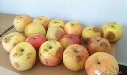 发烧吃葫芦瓜,发烧时的天然清凉良方