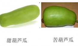 孕妇可以吃的葫芦瓜,葫芦瓜的营养与食用指南