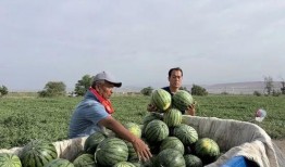 吃瓜大埔,一场全民参与的乡村盛宴