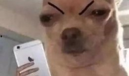 女生老是发吃瓜头像,揭秘女生热衷的“吃瓜”头像背后的故事