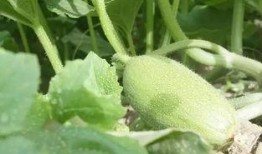 令令吃瓜,揭秘娱乐圈那些不为人知的幕后故事