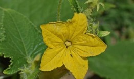 毛瓜花可以吃吗,美味还是禁忌？探究其可食用性