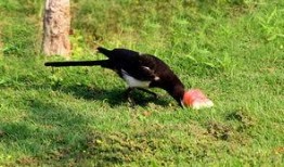 如何对付喜鹊吃瓜,应对喜鹊偷食的实用策略