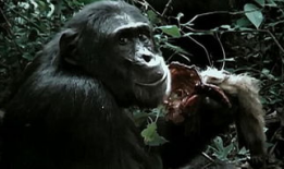 黑猩猩吃瓜视频,揭秘灵长类动物的天然趣味