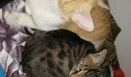 紫色猫咪吃瓜,紫色猫咪的瓜界探险记