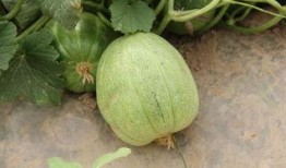 吃瓜少女在线吃瓜