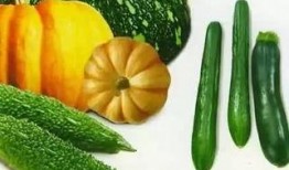 师弟吃瓜,揭秘校园里的那些“瓜”