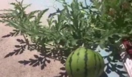 燕山大学 吃瓜,揭秘校园里的“吃瓜”文化现象