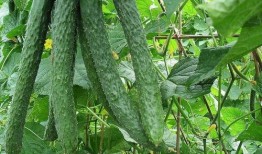 直接可以吃的瓜叫啥瓜