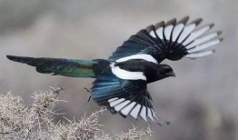 如何对付喜鹊吃瓜,应对喜鹊偷食的实用策略