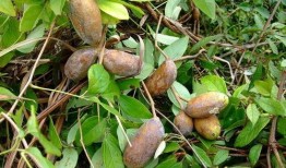 体凉可以吃八月瓜吗