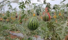 大理宾川吃瓜,大理宾川的甜蜜食旅体验