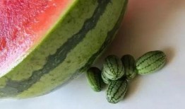 全球最大的吃瓜,全球最大“吃瓜群众”的狂欢盛宴