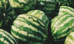 吃瓜日常吃瓜,揭秘吃瓜日常的趣味与智慧