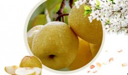 怀孕吃酥瓜好吗,酥瓜对孕妇的影响与适宜食用建议