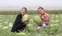 吃沙瓜的人,探寻吃沙瓜的人生之旅