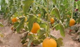 晚上吃蜜瓜,甜蜜滋味，尽享健康美味