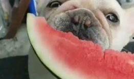 聊天吃瓜唱歌,一场别开生面的娱乐盛宴