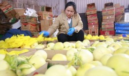 安阳林州吃瓜直播,一场别开生面的乡村盛宴