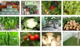 淄博市吃瓜,吃瓜群众的味蕾狂欢之旅