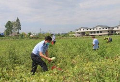 疫情吃瓜群众汤阴,吃瓜群众的视角与思考