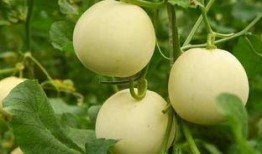 吃瓜中国是真的吗,真相还是谣言？