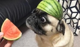 太奶奶吃瓜搞笑,笑料百出，欢乐无限